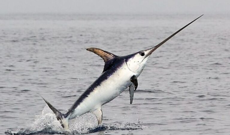 Pesca record nello stretto di Messina Pescespada da 262 Kg.